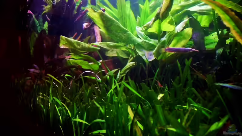 Pflanzen wurden beschnitten von snooze (11)