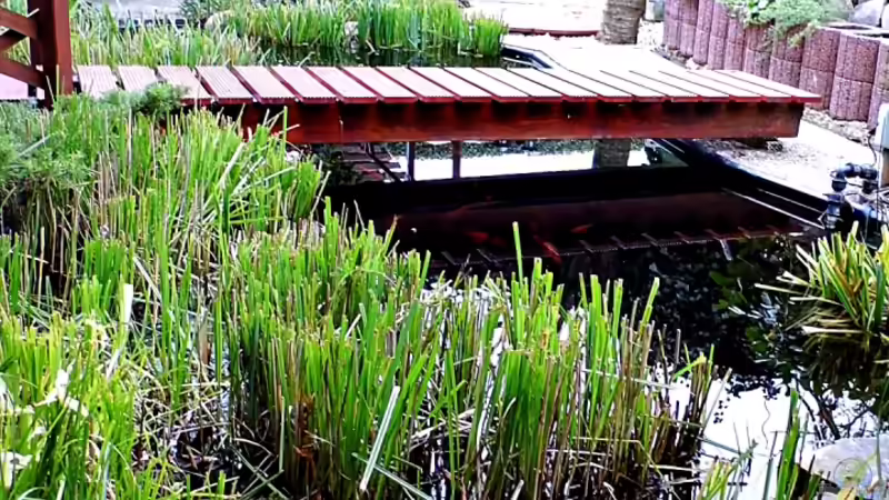 Pflanzen wurden für den Winter abgeschnitten von snooze (9)