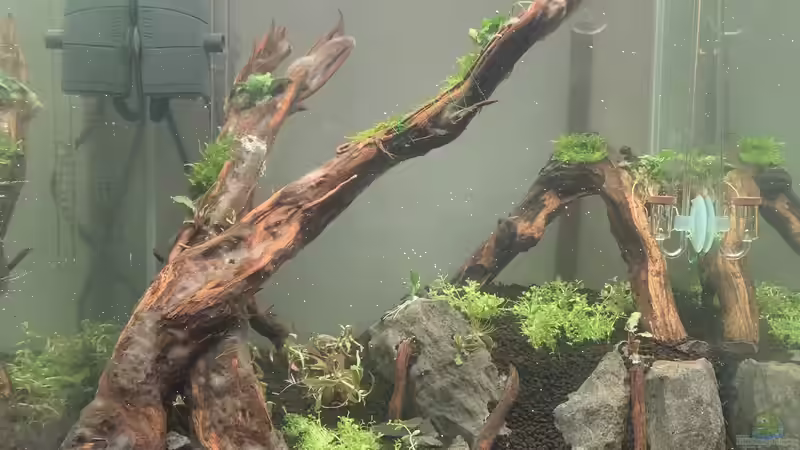 Pflanzen ziehen ein nach 4wochen Darkstart von JPS (6)