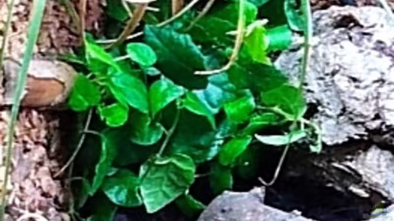 Pflanzen zur Begrünung der Kleinterrarien Rück- und Seitenwand