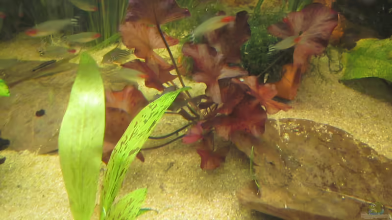 Pflanzen2 von maxarl (15)