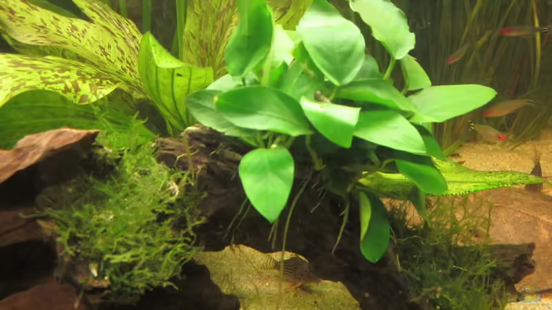 Pflanzen3 von maxarl (16)