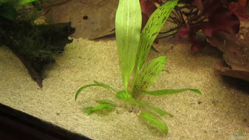 Pflanzen4 von maxarl (17)