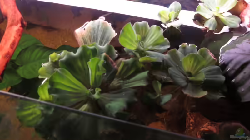 Pflanzen6 von maxarl (19)