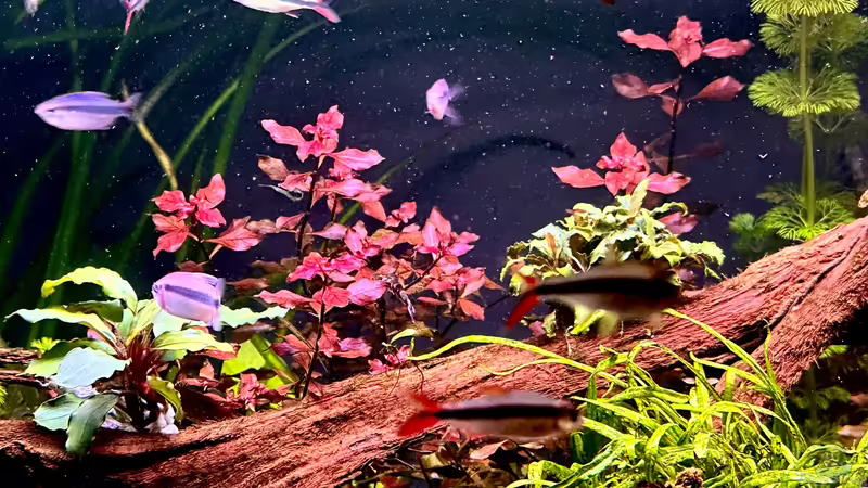 Pflanzenaquarium von Tim1979 (10)