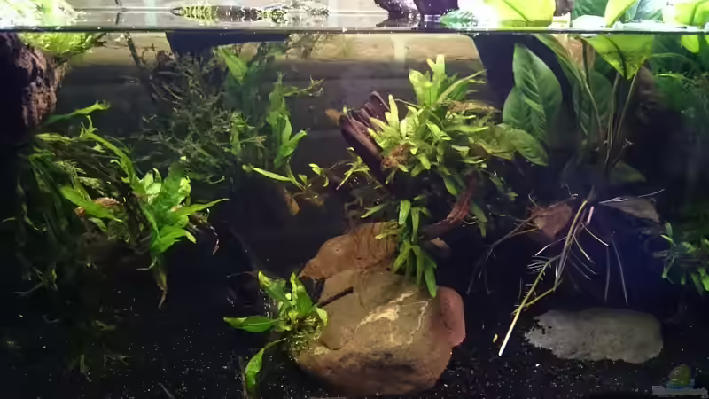 Pflanzendickicht von Rabunz3l (7)