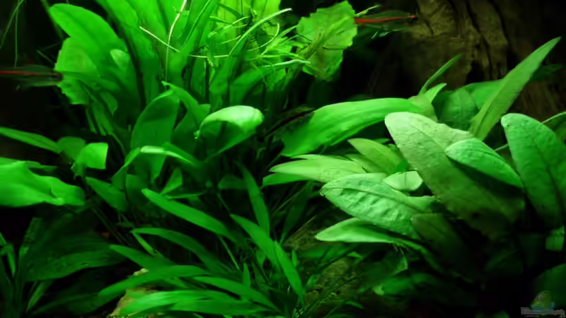 Pflanzendschungel 07.08.11 von ~Marco~ (25)