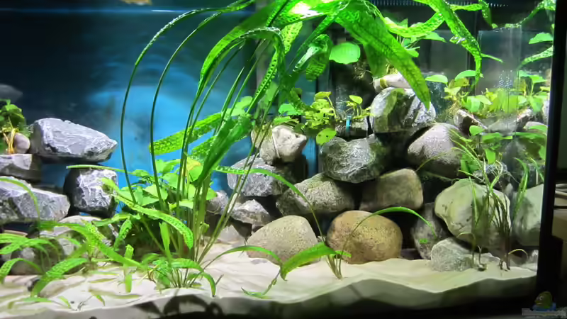 Pflanzenecke von Raid_0 (11)