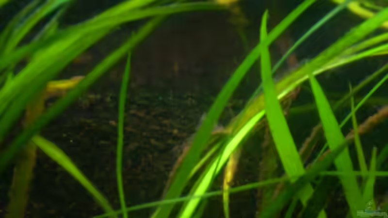 Pflanzengestöber von @quarium Cologne (41)