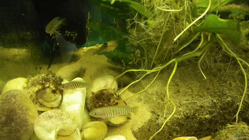 Pflanzengestrüpp Stand7.4.12 von Bazzi (24)