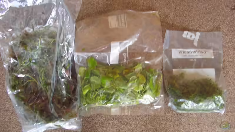 Pflanzenlieferung von Claudia nochmals Danke, bin sehr zufrieden. von Südamerikafreak BK (21)