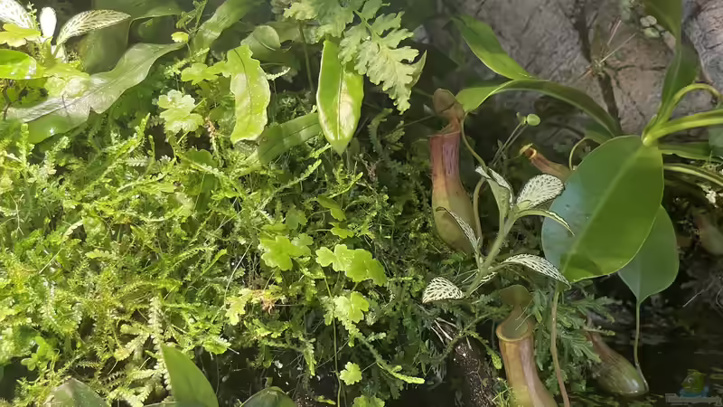 Pflanzenmix von Jaenu00 (11)