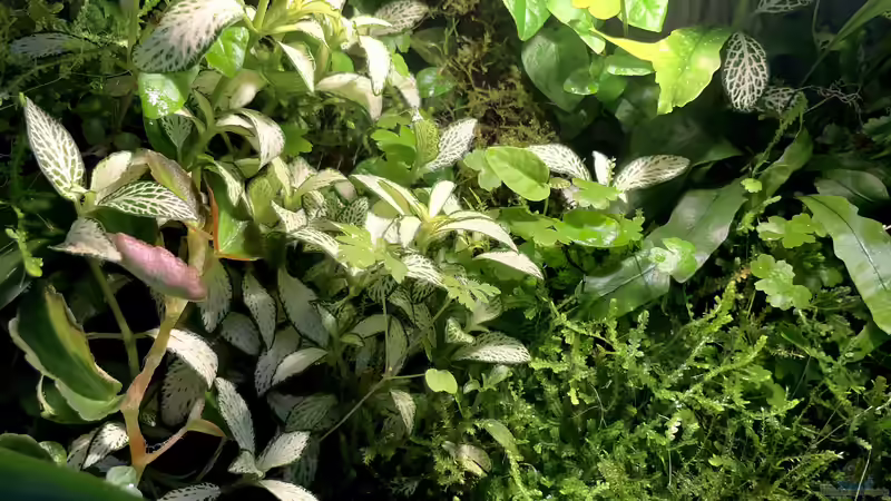 Pflanzenmix von Jaenu00 (12)