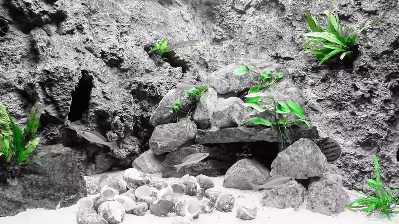 Pflanzenmodus - Dez 2014 von Harald Götz (19)