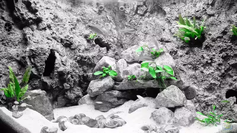 Pflanzenmodus - Jan 2015 von Harald Götz (18)