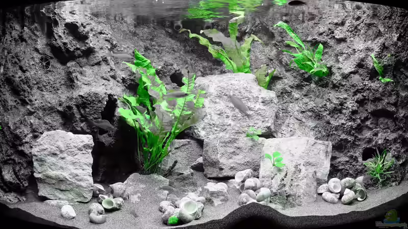 Pflanzenmodus - Jan 2016 von Harald Götz (12)