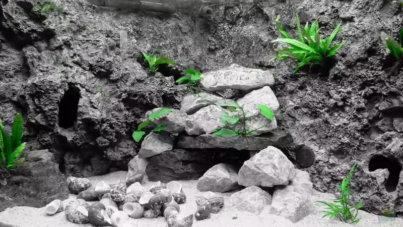 Pflanzenmodus - Okt 2014 von Harald Götz (20)