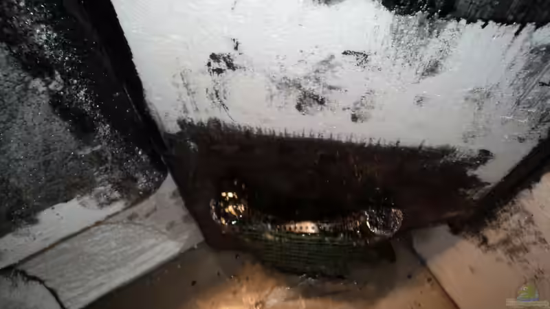 Pflanzenmulde re. unbehandelt von Michael Boeck (26)