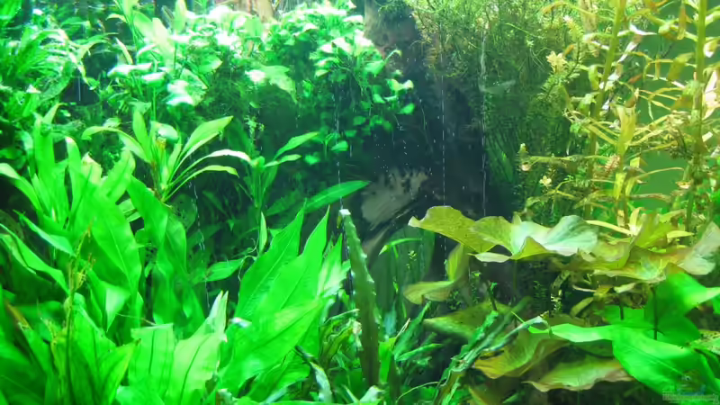 Pflanzenperlung linke Seite von Rheinländer (20)