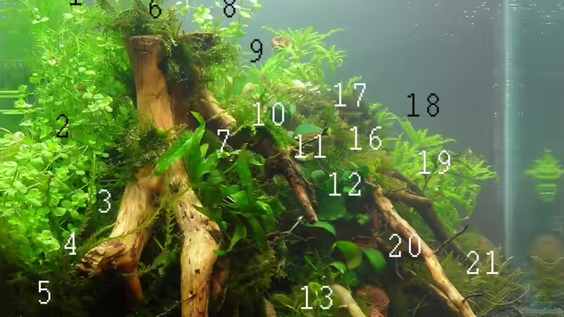 Pflanzenplan von Sini (3)