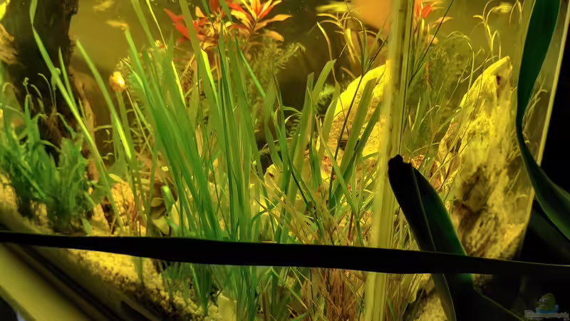 Pflanzenpracht 2 von Juno (3)