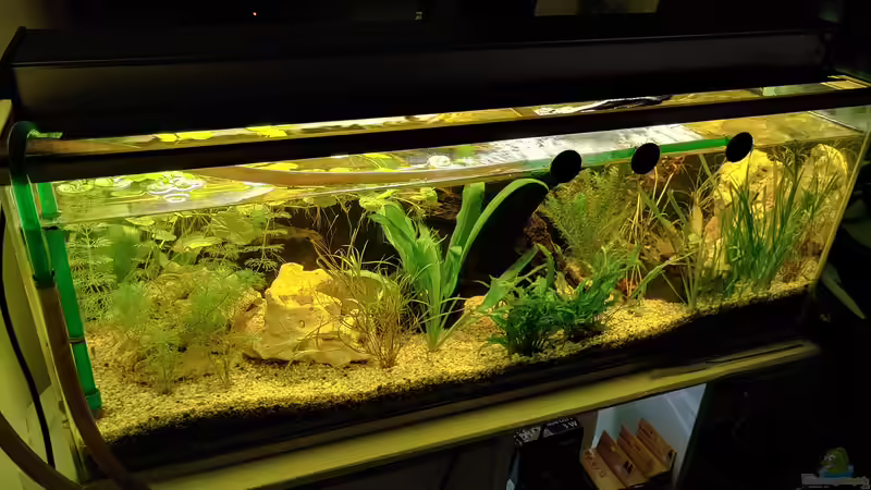 Pflanzenpracht 3 von Juno (4)