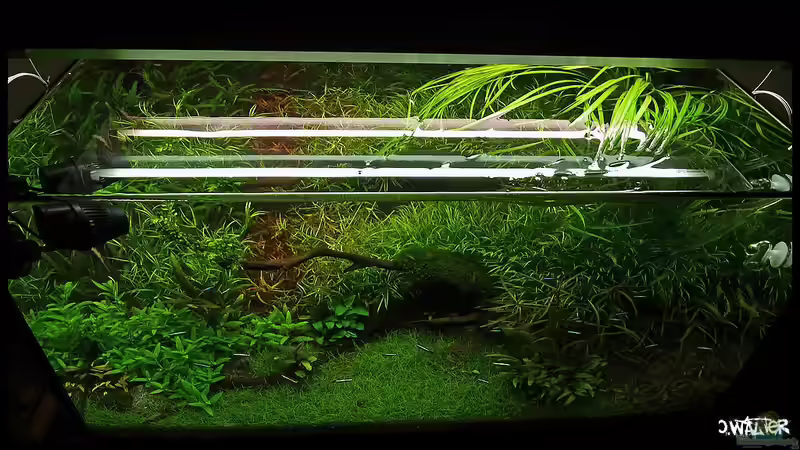 Pflanzenrückschnitt September 2012 schräg von Konzi (16)