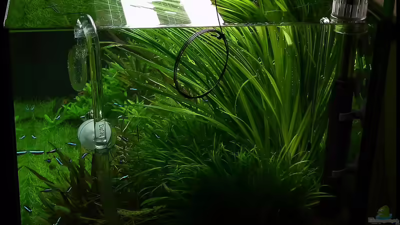 Pflanzenrückschnitt September 2012 Seite von Konzi (17)