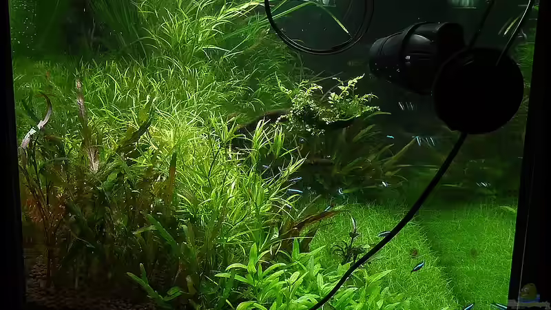 Pflanzenrückschnitt September 2012 Seite von Konzi (18)