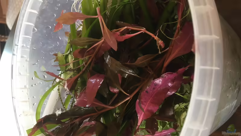 Pflanzenschnitt von Ceylon (32)