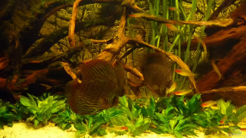 Pflanzenteppich von carkl (16)