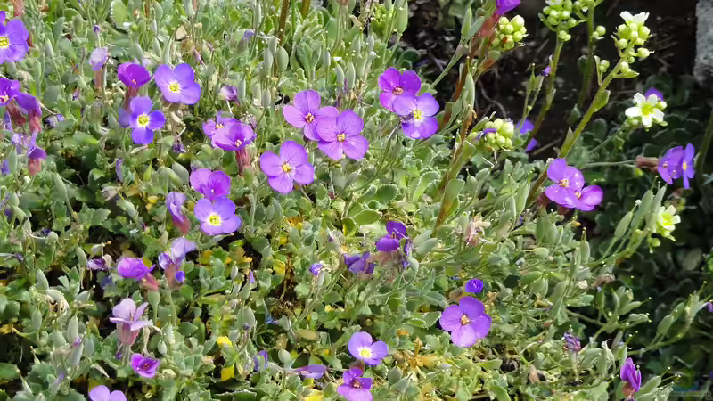 Pflanzentipps für Alpen- und Steingärten