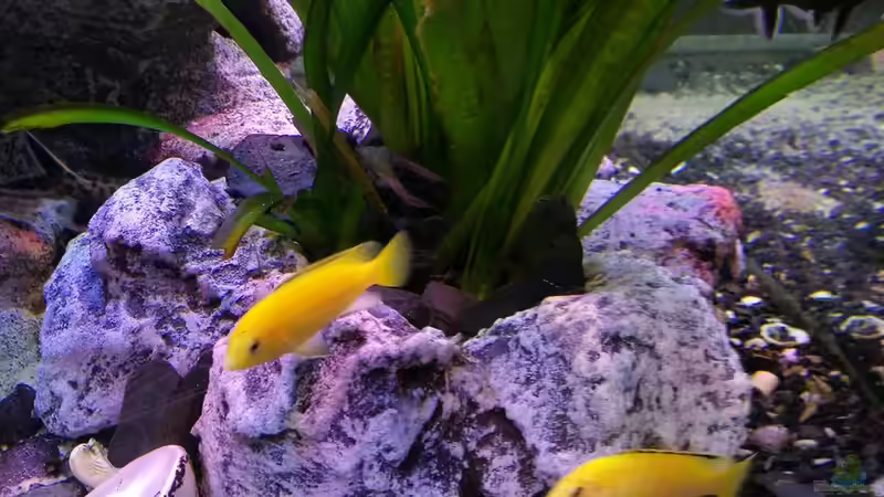 ???Pflanzentopf???  von Irzzz (17)