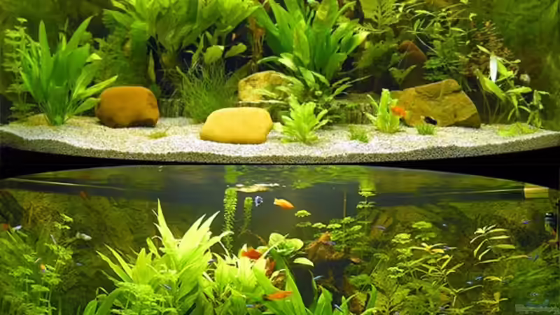 Pflanzenwachstum innerhalb von 8 Wochen trotz mehrfacher Beschneidungen! von Fossybear (13)