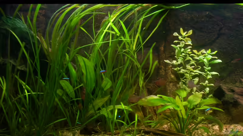 Pflanzenwald von @quarium Cologne (31)