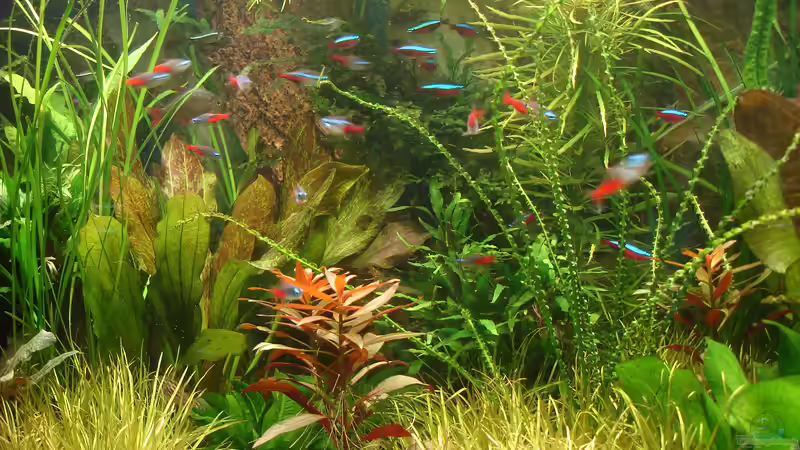 Pflanzenwelt im Diskusbecken von Grünhexe (47)