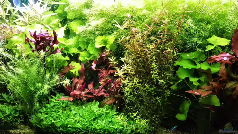 Pflanzenwuchs Beispiel nach 14 Tagen. von odin 68 (93)