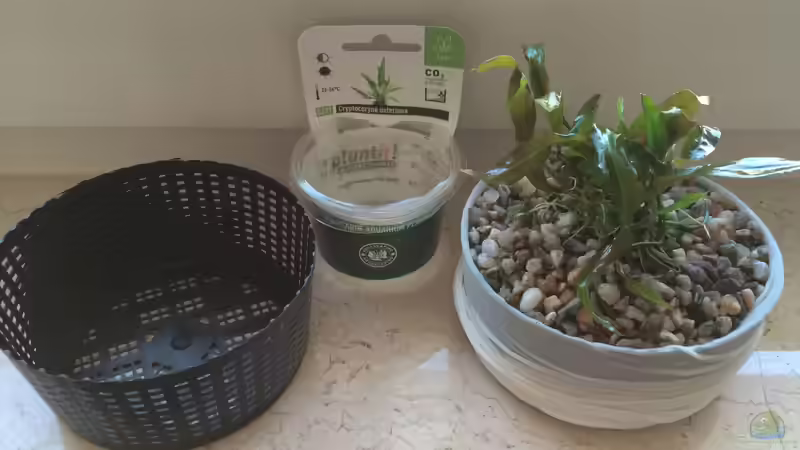 Pflanzkorb mit Crypt. usteriana von Branjo (9)