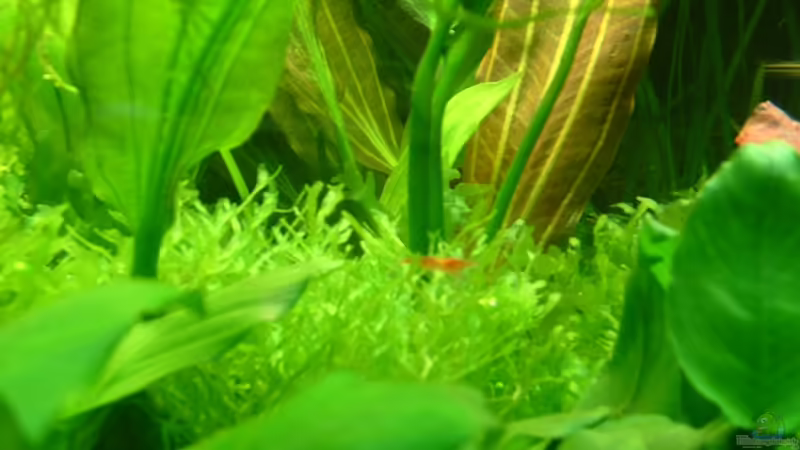 pflanzliches... von Herzilein (23)