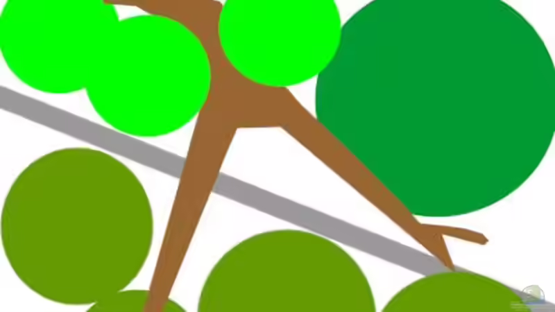 Pflanzplan des Beckens, rechts (dunkelgrün) ist die Echinodorus, links (hellgrün) von Wolfgang Fischer (5)