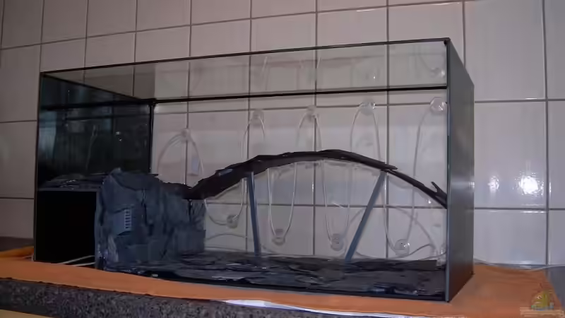 Pflanzstufe eingekelbt  von Holger Bellen (10)