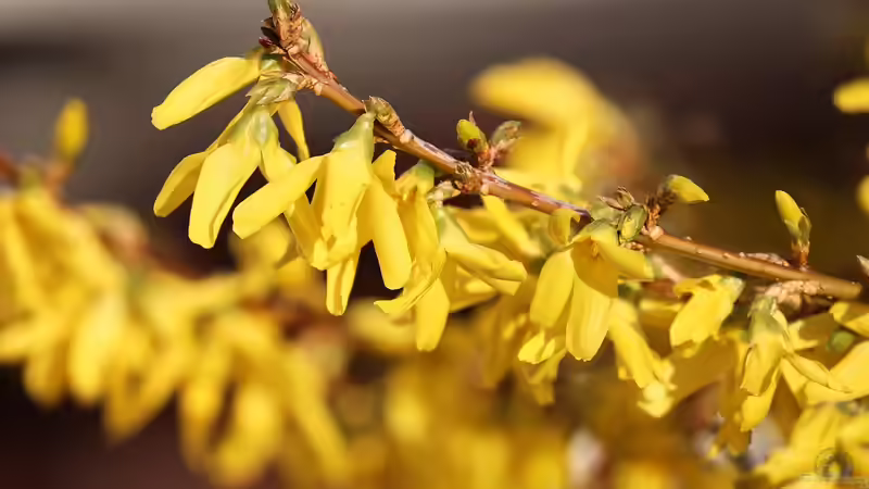 Pflege nach der Blüte: Was die Forsythie jetzt braucht