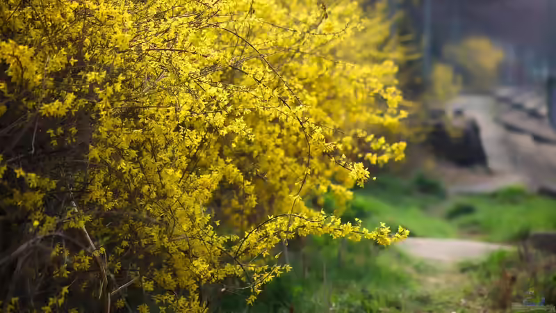 Pflege nach der Blüte: Was die Forsythie jetzt braucht