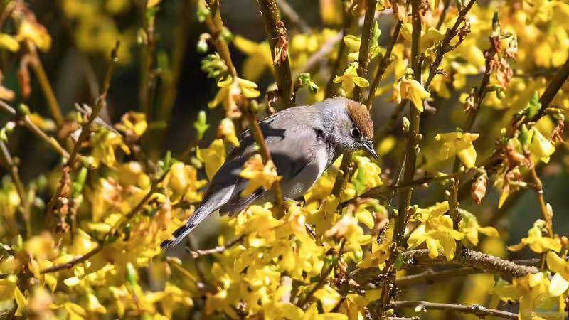 Pflege nach der Blüte: Was die Forsythie jetzt braucht