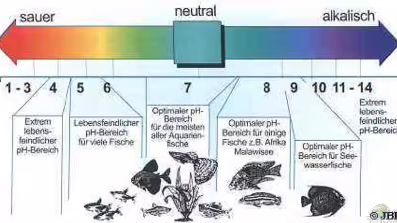 PH wert zu hoch im Becken 
