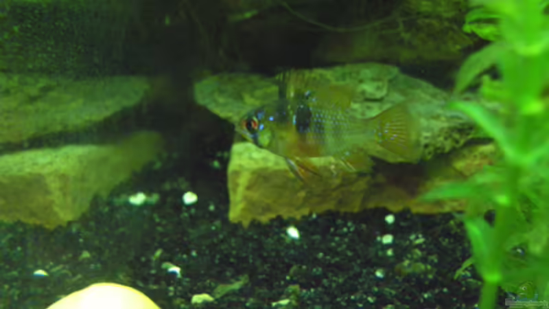 Phänomen Zwergbuntbarsche,oder: Unsere Gro??en Kleinen