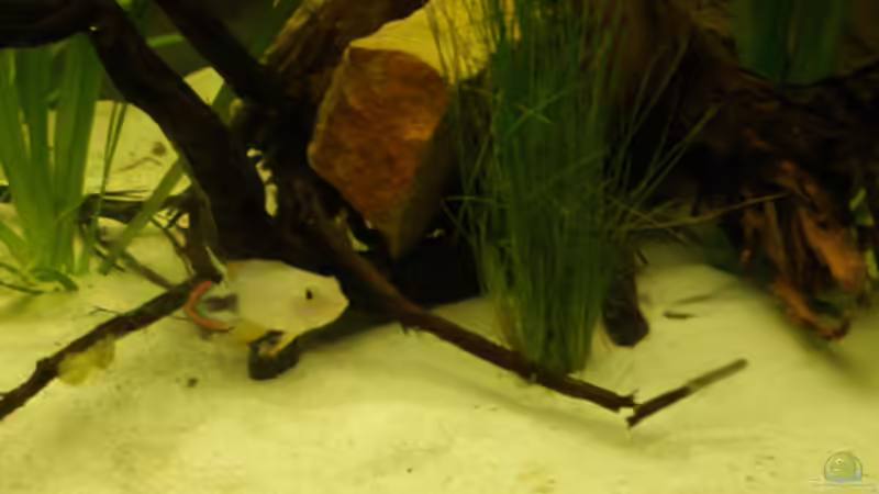 Phänomen Zwergbuntbarsche,oder: Unsere Gro??en Kleinen