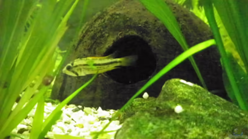 Phänomen Zwergbuntbarsche,oder: Unsere Gro??en Kleinen