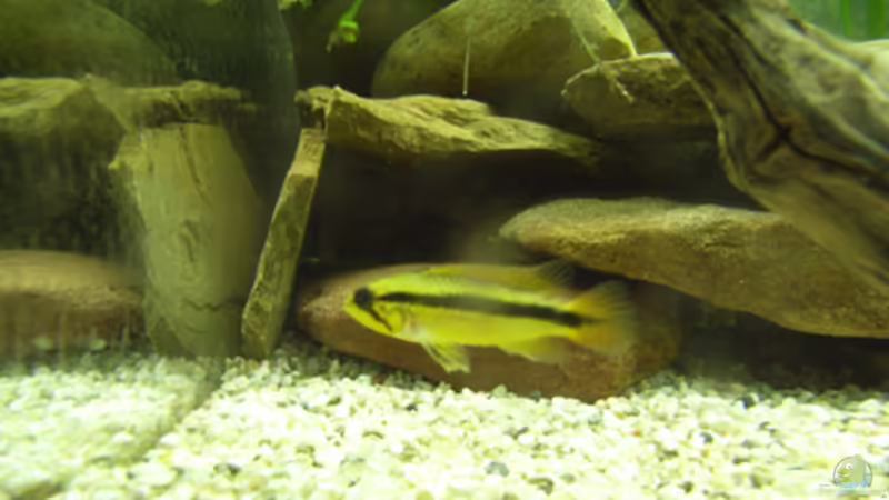 Phänomen Zwergbuntbarsche,oder: Unsere Gro??en Kleinen