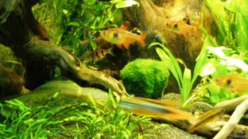 Phantomsalmer  und Fünfgürtelbarben von MADNESS1.0 (16)